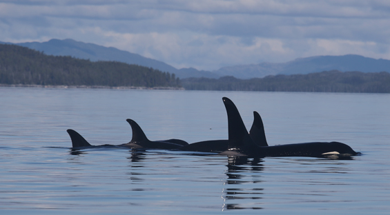 zwei Orcas, British Columbia, Kanada